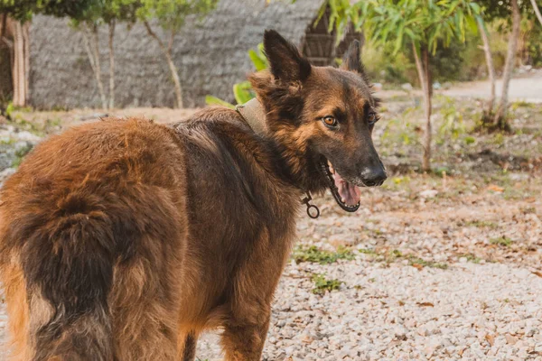 Primer Plano Del Perro Aire Libre Mirando Atrás —  Fotos de Stock