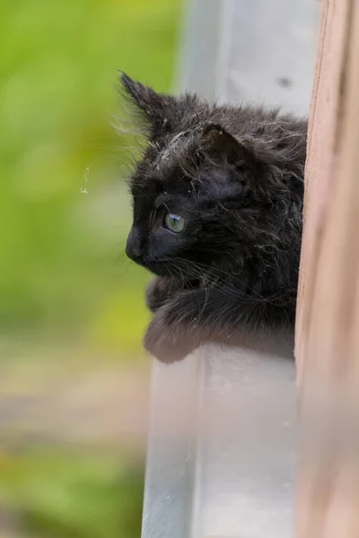 Ένα Κάθετο Κοντινό Πλάνο Μιας Βρώμικης Μαύρης Γάτας Πράσινα Μάτια — Φωτογραφία Αρχείου