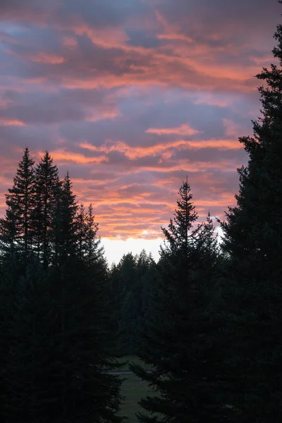 Een Natuurlijk Uitzicht Hoge Bomen Een Bos Bij Zonsondergang Silhouet — Stockfoto