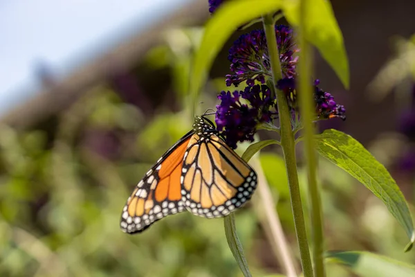Una Macro Una Mariposa Monarca Danaus Plexippus Sobre Una Flor — Foto de Stock