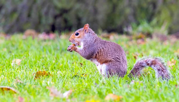 Une Vue Panoramique Petit Écureuil Mangeant Des Glands Dans Parc — Photo