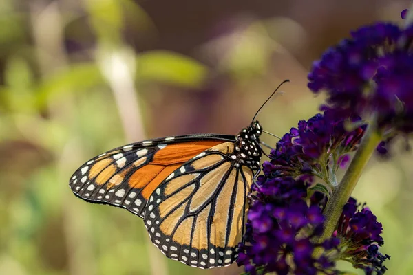 Macro Una Farfalla Monarca Danaus Plexippus Fiore Viola — Foto Stock