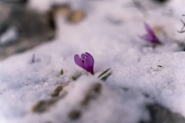 Selektywne Ujęcie Ostrości Purpurowego Kwiatu Śniegu — Zdjęcie stockowe