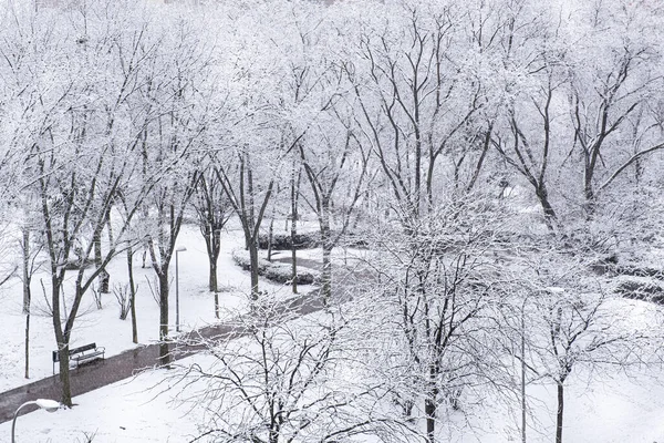 Громадський Парк Снігових Дерев Взимку Мадриді Холодний День — стокове фото