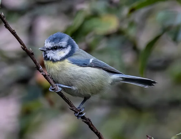 Closeup Shot Eurasian Tit Bird Perched Branch — Fotografia de Stock