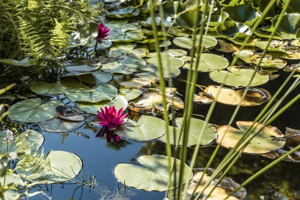 Jezero Pokryté Lotosovými Květy Listy Pozadí — Stock fotografie