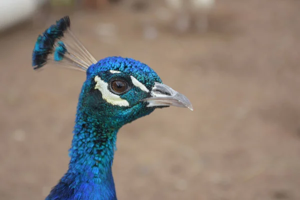 Majestoso Elegante Pavão Azul — Fotografia de Stock