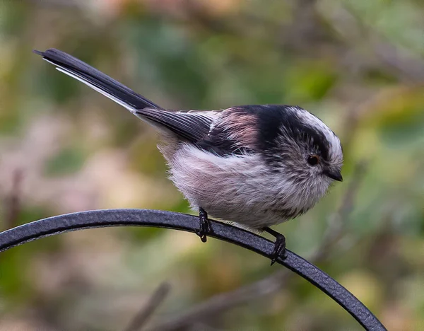 Closeup Shot Long Tailed Tit Bird Perched Metal Rod — Stok fotoğraf