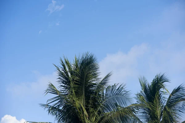 墨西哥天空背景下的椰子树顶部 — 图库照片