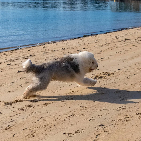 Une Bobtail Vieux Chien Berger Anglais Courant Sur Plage Chien — Photo