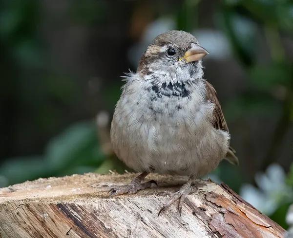 Primer Plano Pájaro Gorrión Posado Árbol — Foto de Stock