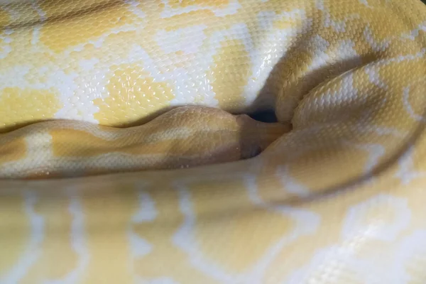 Closeup Shot Yellow Burmese Python Snake — Stock Photo, Image