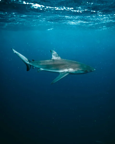美丽的景色 一条大白鲨蓝色海洋的纵横镜头 — 图库照片