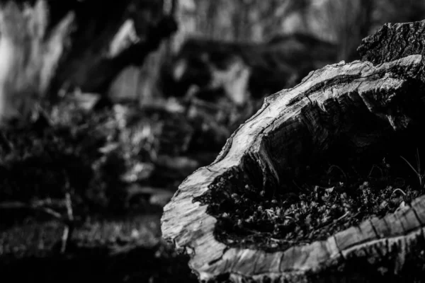 몰도바 나무의 그레이 스케일 — 스톡 사진