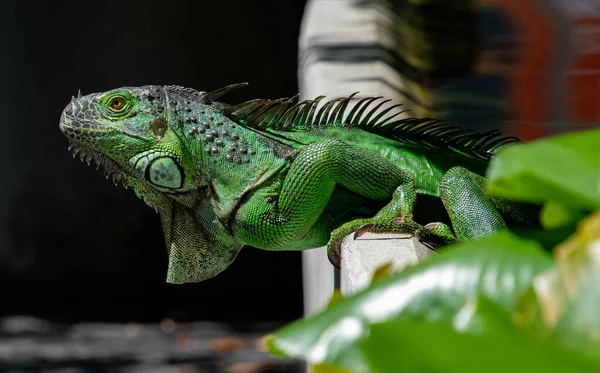 Primer Plano Una Iguana Verde Bajo Las Luces Zoológico Con —  Fotos de Stock