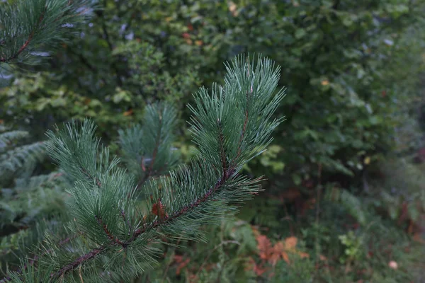 森の中の針葉樹の緑の枝の閉鎖 — ストック写真