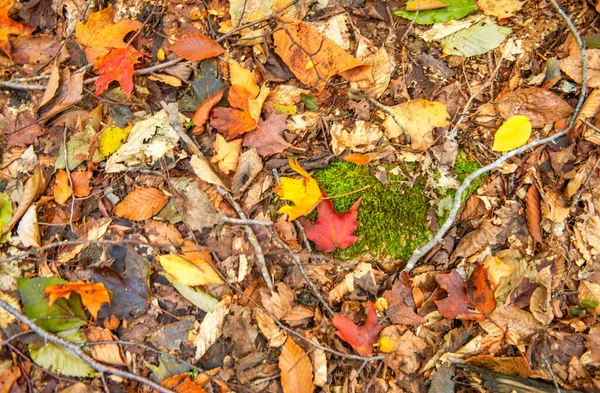 Uma Vista Superior Folhas Molhadas Caídas Outono — Fotografia de Stock