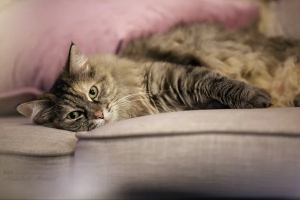 Een Close Shot Van Een Schattige Kat Liggend Een Bank — Stockfoto