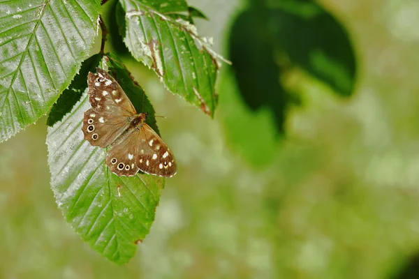 Una Mariposa Marrón Sobre Hoja Planta Jardín —  Fotos de Stock