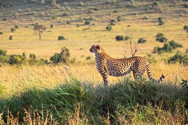 Kenya Daki Masai Mara Bölgesinde Bir Çita — Stok fotoğraf