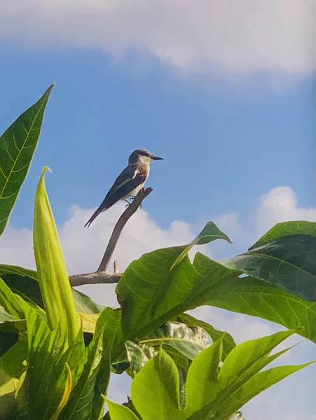 Petit Oiseau Sur Branche Arbre — Photo