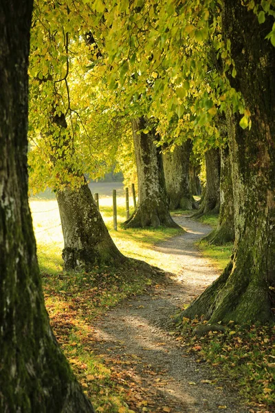 Sonbaharda Ağaçlar Arasındaki Güzel Dolambaçlı Yol — Stok fotoğraf