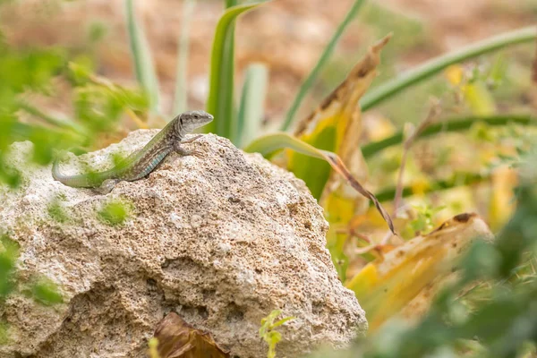 Man Maltesiska Wall Lizard Podarcis Filfolensis Sola Solen Klippa Omgiven — Stockfoto