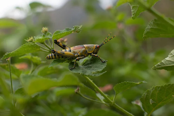 Closeup Grasshopper Plant — Stock Photo, Image