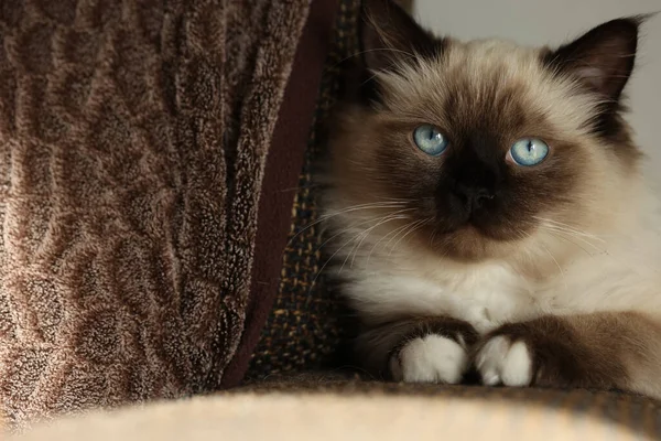 かわいいバーマン子猫が静かにソファの上に座って — ストック写真