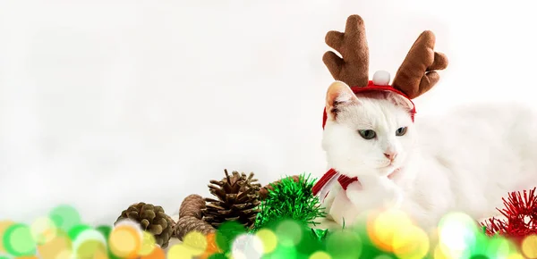 Świąteczny Kot Rogami Reniferów Kapeluszu — Zdjęcie stockowe