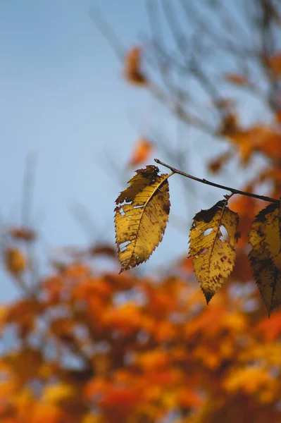 Een Prachtig Herfstlandschap Met Kleurrijke Herfstbladeren — Stockfoto