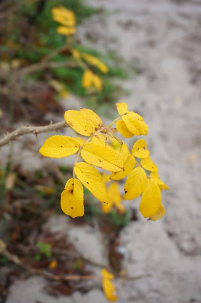 Eine Nahaufnahme Einer Gelben Blume Park Mit Verschwommenem Hintergrund — Stockfoto