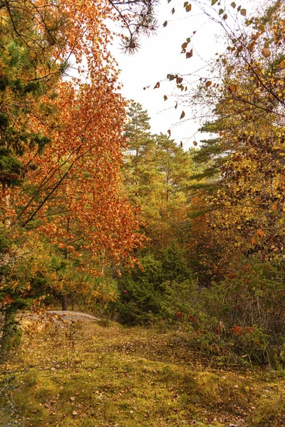 Plano Vertical Del Paisaje Otoñal Bosque Día Sombrío — Foto de Stock