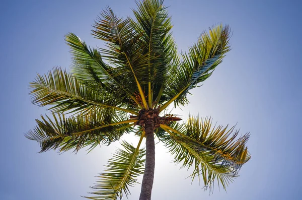 Een Lage Hoek Shot Van Kokosnoot Palm Boom Tegen Blauwe — Stockfoto