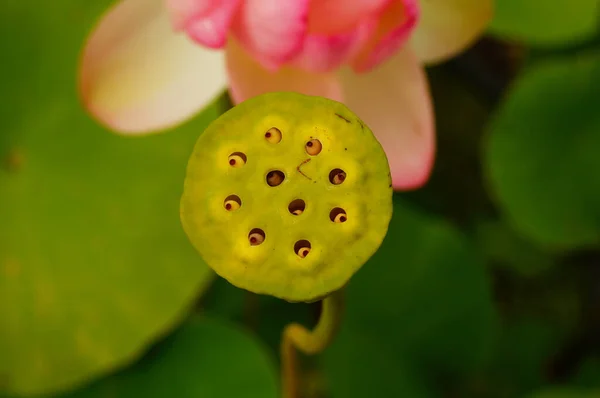 Семенная Голова Растения Лотоса Растение Используется Религиозных Кулинарных Целях — стоковое фото
