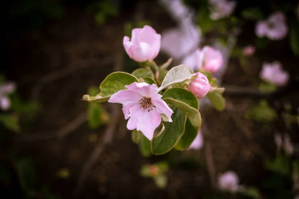 Focus Selettivo Fiori Mela Ramo Albero Uno Sfondo Sfocato — Foto Stock