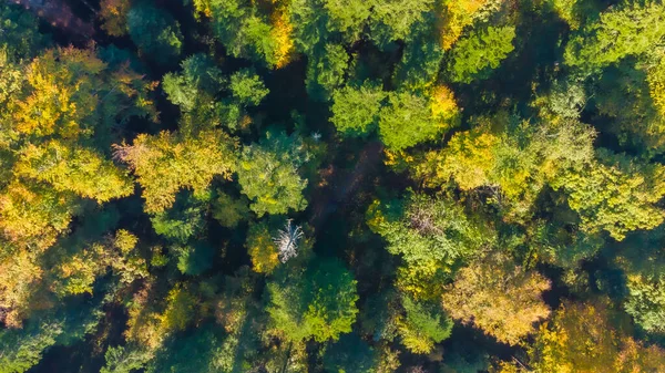 Luchtopname Van Het Bos Oktober Mooie Herfstkleuren Textuur Beuk Haagbeuk — Stockfoto