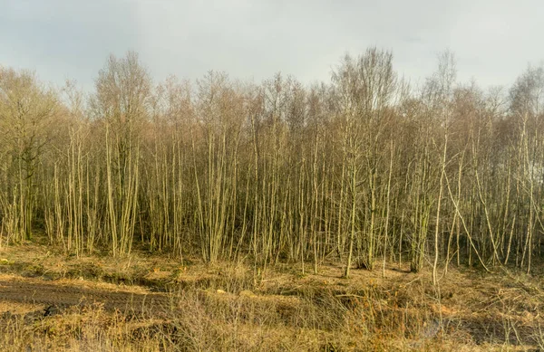 Europa Belgien Brügge Bäume Ohne Blätter Winter — Stockfoto