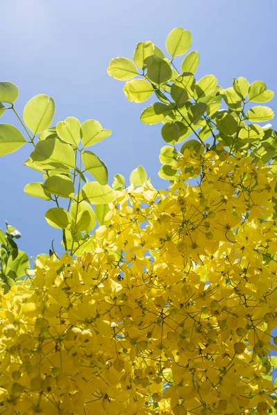 Close Laburno Florido Com Cachos Flores Amarelas Douradas Fundo Céu — Fotografia de Stock