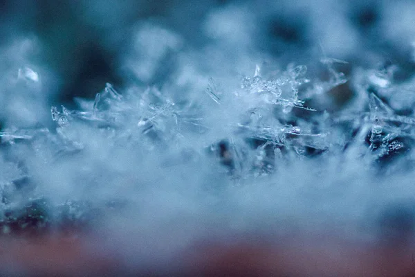 Eine Nahaufnahme Von Pflanzen Und Gras Bedeckt Mit Winterfrost — Stockfoto