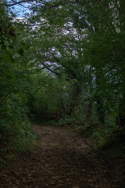 Caminho Através Uma Floresta Escura Verde — Fotografia de Stock
