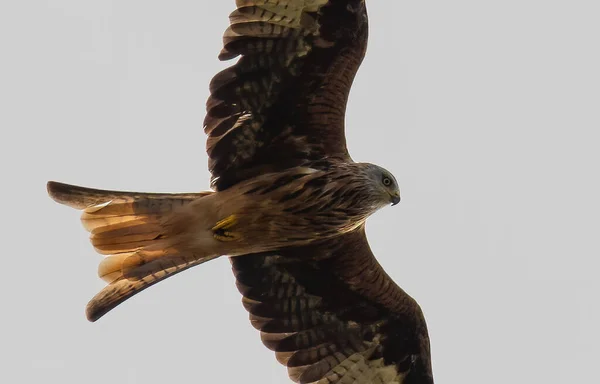 Låg Vinkel Skott Hök Flyger Blå Himmel — Stockfoto