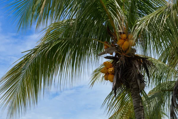 Een Prachtig Shot Van Een Kokosnoot Boom Achtergrond Van Blauwe — Stockfoto