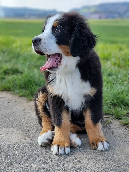 Cățeluș Amuzant Bernese Mountain Dog Căscând Timp Odihnea Aer Liber — Fotografie, imagine de stoc