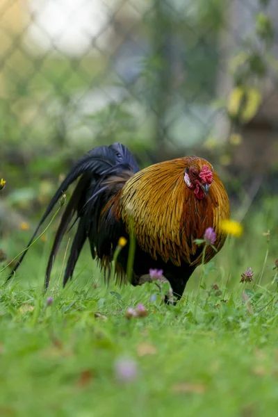 Vertical Closeup Shot Colorful Rooster Field Fresh Green Grass — Stock Photo, Image