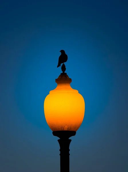 Pájaro Negro Posado Poste Lámpara Contra Cielo Azul —  Fotos de Stock