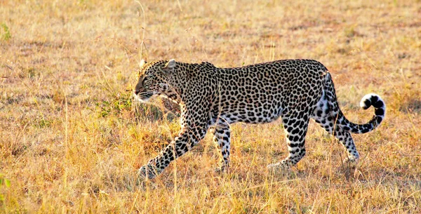 Een Luipaard Het Masai Mara Reservaat Kenia — Stockfoto