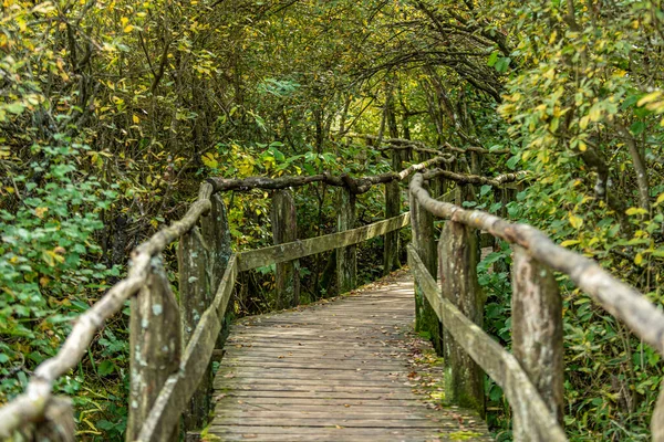 Drewniany Chodnik Wieje Przez Las — Zdjęcie stockowe