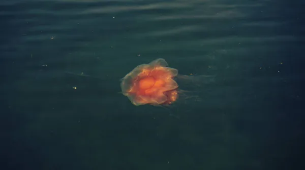Las Medusas Rojas Superficie Del Agua Mar —  Fotos de Stock