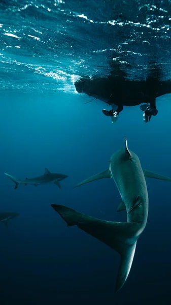 一张大白鲨蓝色海洋美景的垂直照片 — 图库照片